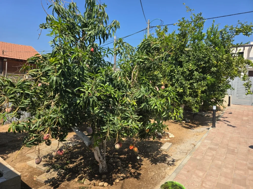 עץ המנגו בחצר שמסביב למרפסת