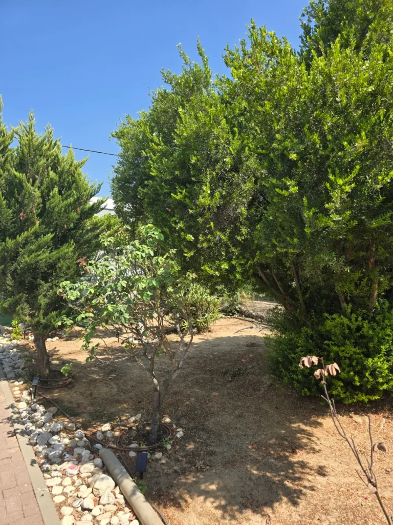 השביל והחצר הכפרית סביב המרפסת