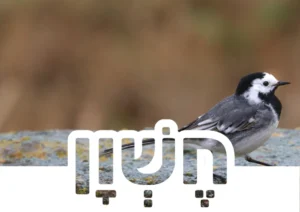 כרטיס חודש חשוון לכיתה