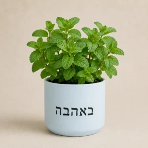 עציץ נענע תכלת עם המשפט באהבה