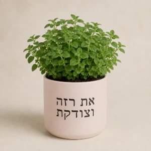 עציץ אורגנו ורוד עתיק עם המשפט את רזה וצודקת